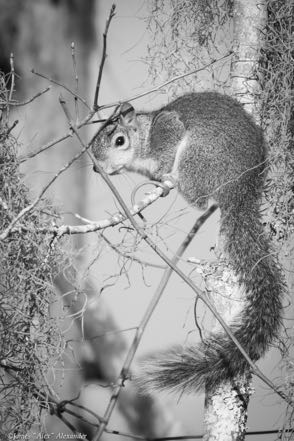 Squirrel