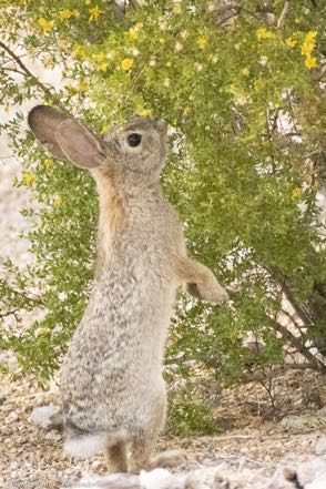 Campground Rabbit