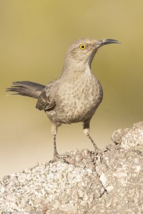 Curve-Billed Thrasher