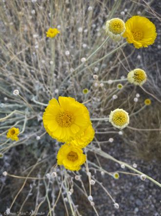 Desert Marigold