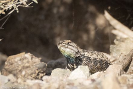 Desert Spiny Lizard