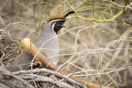 Gambel's Quail