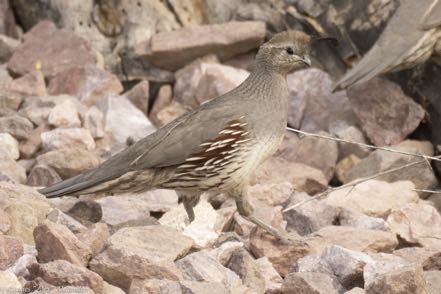 Gambel's Quail Female II