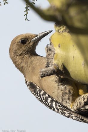 Gila Woodpecker