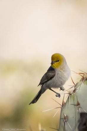 Verdin III