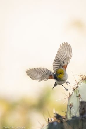 Verdin in Flight