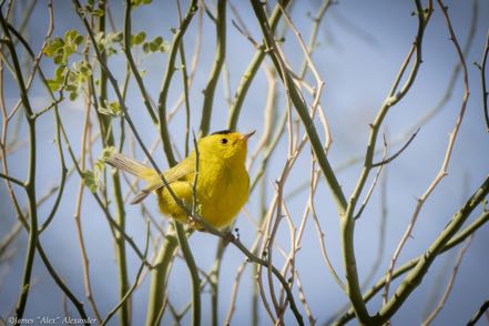 Wilson's Warbler