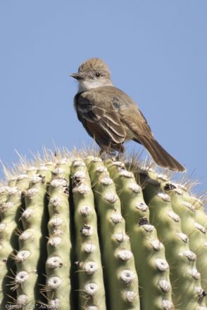 Ash-Throated Flycatcher