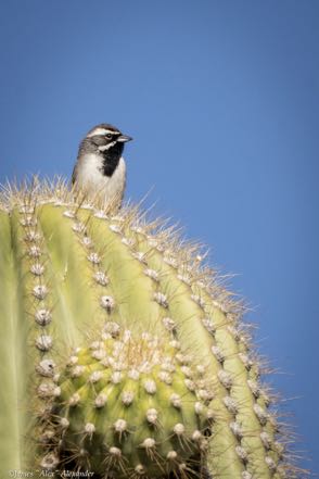 Black-Throated Sparrow