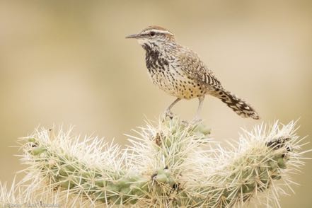Cactus Wren III