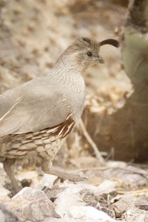 Gambel's Quail
