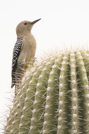 Gila Woodpecker IV