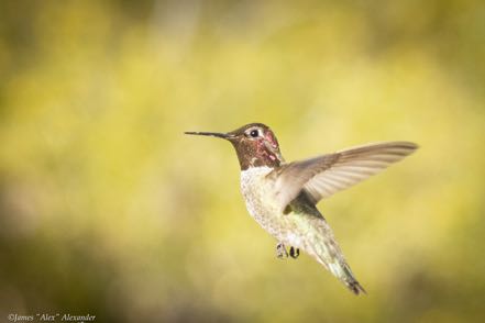 Hummer 10
