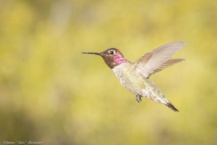 Hummer 11