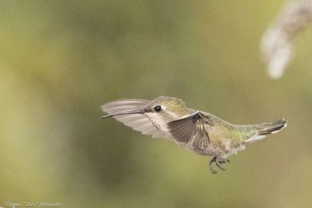 Hummer 3