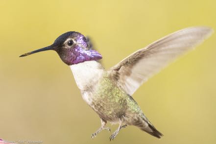 Hummer 8