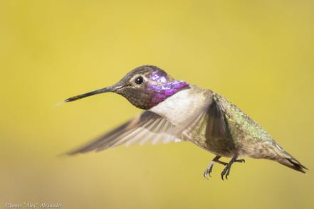 Hummer 9