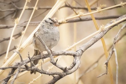White-Crowned Sparrow