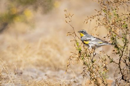Yellow-Rumped Warbler