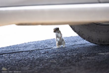 Antelope Squirrel 2