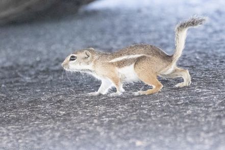 Antelope Squirrel 3