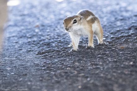 Antelope Squirrel