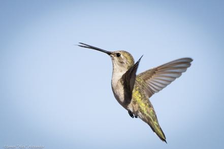Black-Chinned Hummingbird