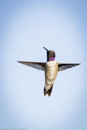 Black-Chinned Hummingbird 4