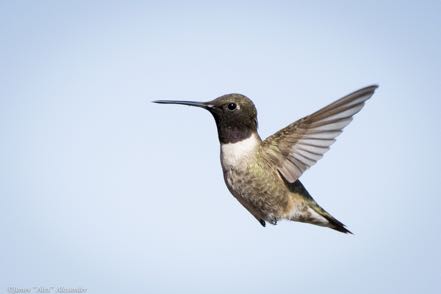 Black-Chinned Hummingird 2