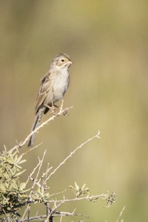 Brewer's Sparrow