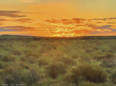California Sage Brush Painted