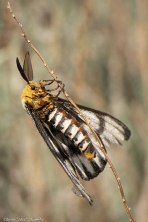 Hemileuca Hera 2