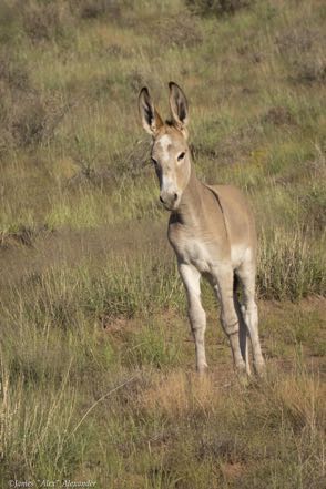 Donkey