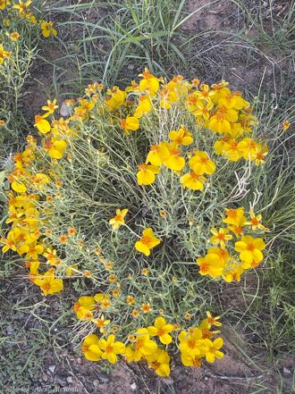 Rocky Mountain Zinnias