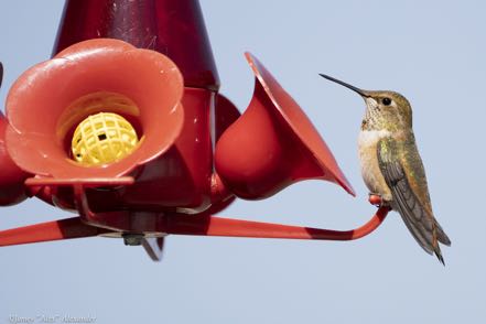Rufous Humingbird