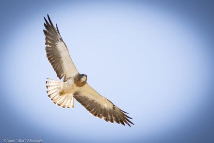 Swainson's Hawk