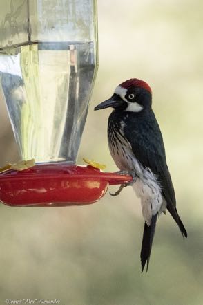Acorn Woodpecker at Hummer Feeder