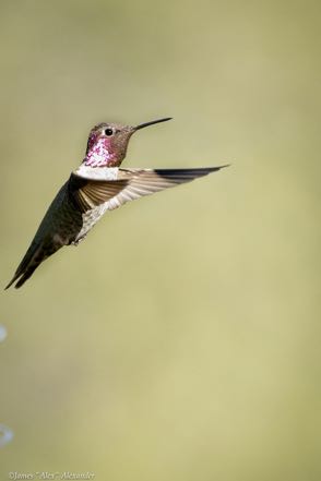 Anna's Hummingbird