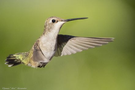 Black-Chinned Costa's Hummingbird