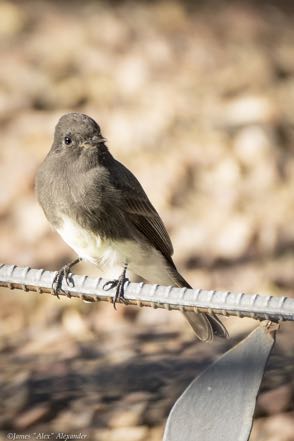 Black Phoebe