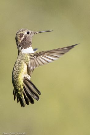 Broad-Tailed Hummingbird