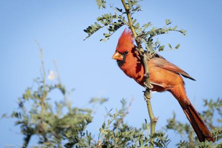 Cardinal