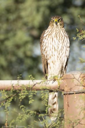 Cooper's Hawk