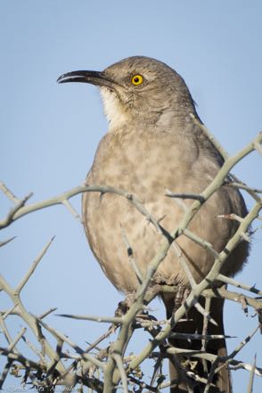 Curve-Billed Thrasher