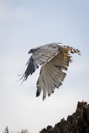 Gray Hawk