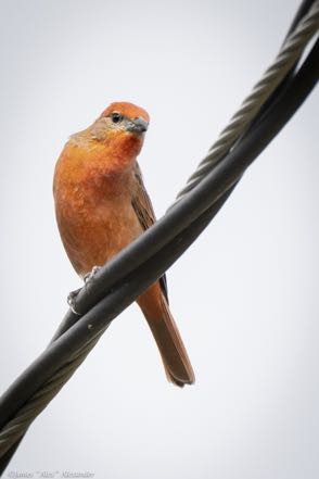Hepatic Tanager 11