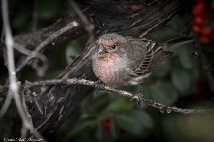House Finch 3