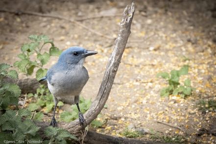Mexican Jay