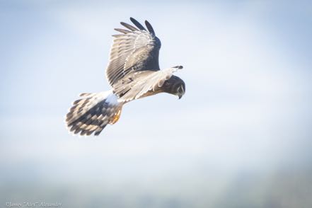 Northern Harrier 6