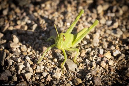 Nymph Gray Bird Grasshopper